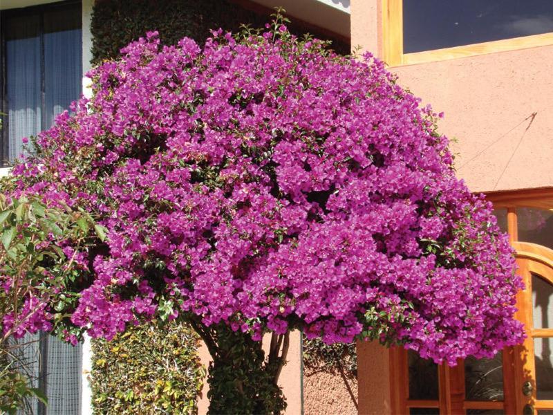 Hotel Arrecife De Coral San Cristóbal de Las Casas Екстериор снимка
